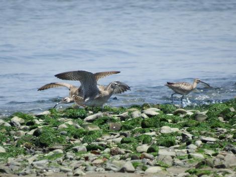 チュウシャクシギ