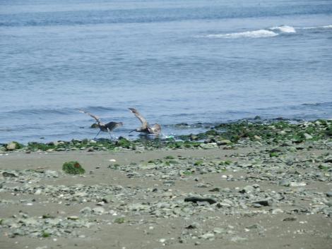 チュウシャクシギ