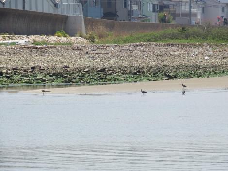 チュウシャクシギ