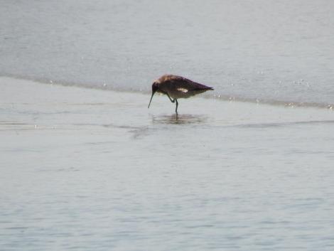 チュウシャクシギ