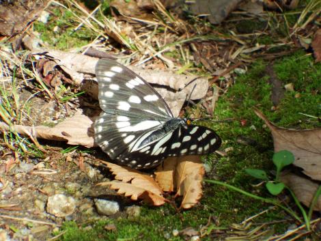 ゴマダラチョウ