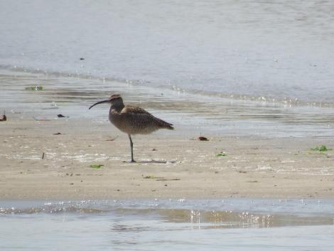 チュウシャクシギ