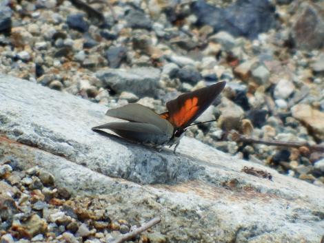 ウラギンシジミ