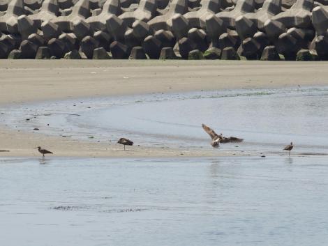 チュウシャクシギ