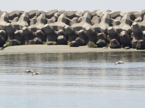 チュウシャクシギ