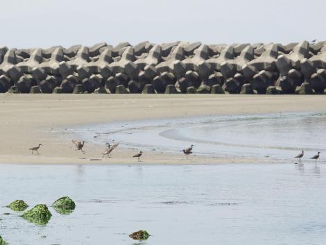 チュウシャクシギ