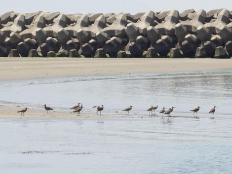 チュウシャクシギ