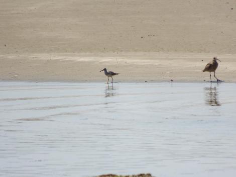 チュウシャクシギ、キアシシギ