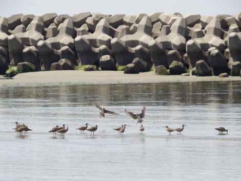 チュウシャクシギ