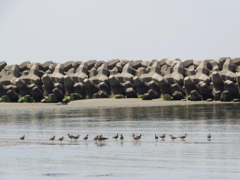 チュウシャクシギ