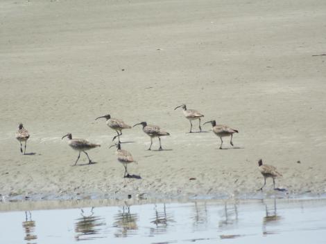 チュウシャクシギ