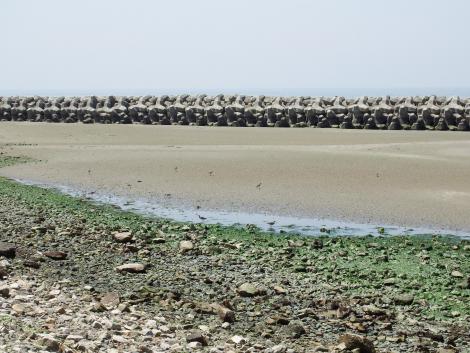 チュウシャクシギ