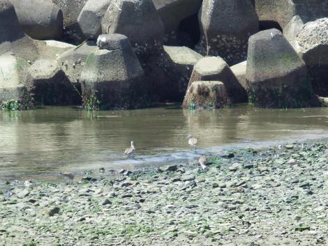 チュウシャクシギ