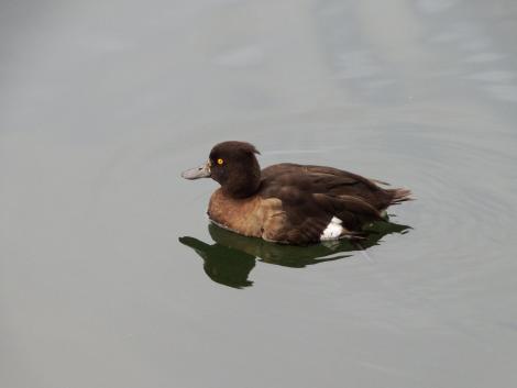 キンクロハジロ♀