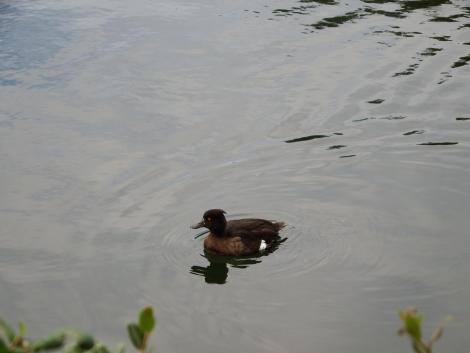 キンクロハジロ♀