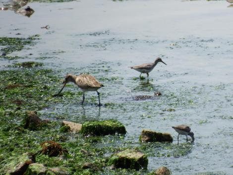 オオソリハシシギ、キアシシギ