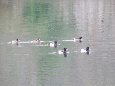 キンクロハジロ