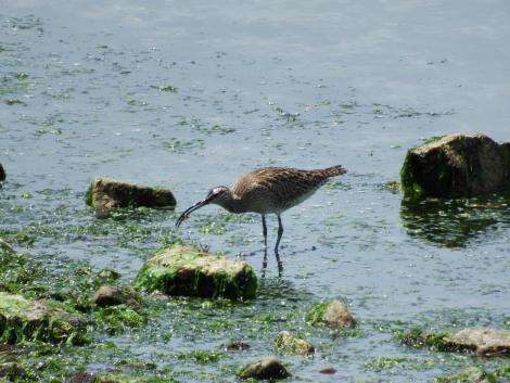 チュウシャクシギ