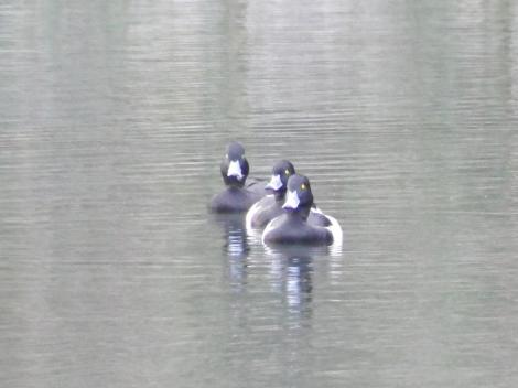 キンクロハジロ