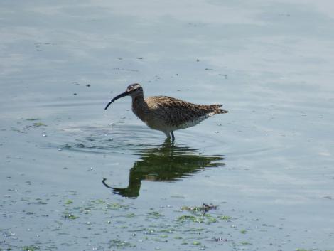 チュウシャクシギ