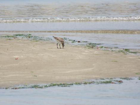 オオソリハシシギ