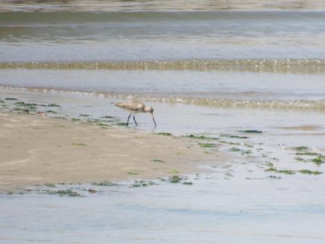 オオソリハシシギ