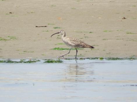 チュウシャクシギ