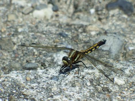 ムギワラトンボ