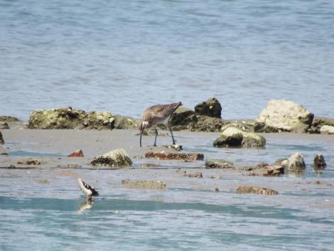 チュウシャクシギ