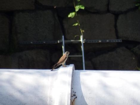 チョウゲンボウ