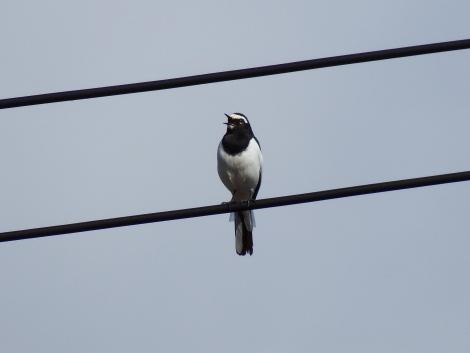 セグロセキレイ