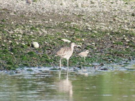 シロチドリとチュウシャクシギ