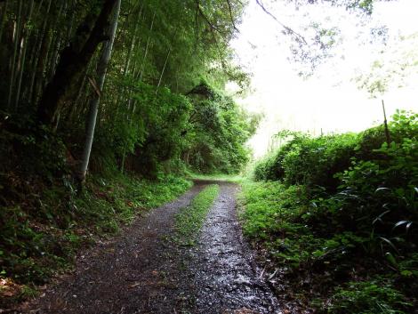 孝子の森への道