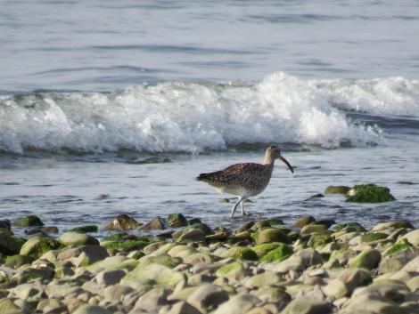 チュウシャクシギ