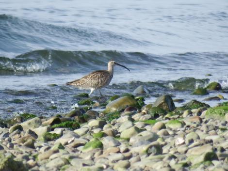 チュウシャクシギ