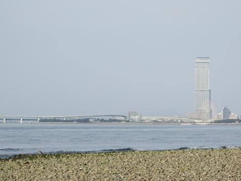 チュウシャクシギとりんくうタウン