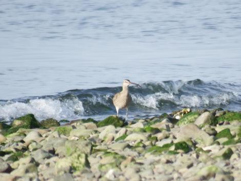 チュウシャクシギ