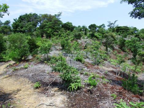 孝子の森の尾根
