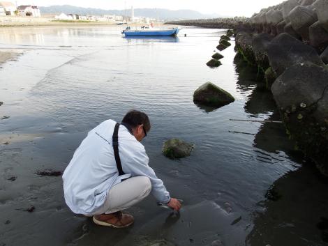タマシキゴカイの卵塊