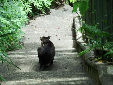 紀伊細川駅のネコ