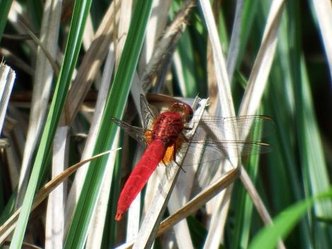ショウジョウトンボ