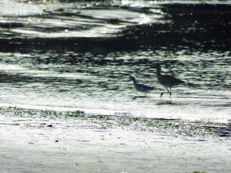 チュウシャクシギとキアシシギ