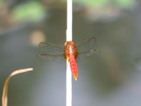 ショウジョウトンボ