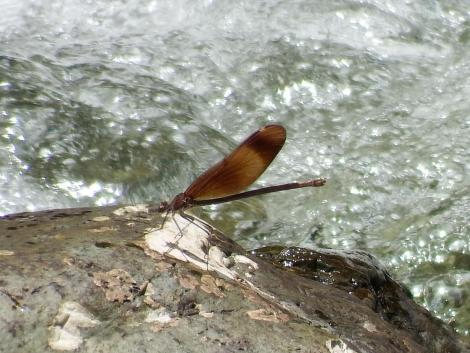 ミヤマカワトンボ♀