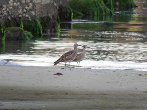 チュウシャクシギ