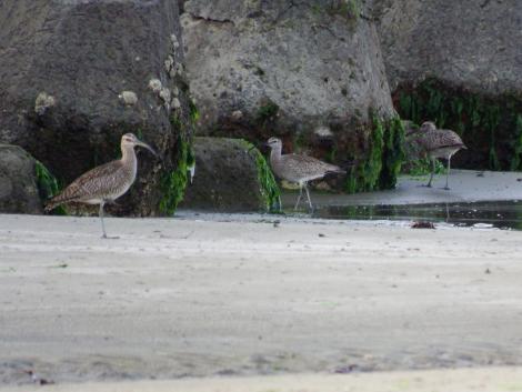 チュウシャクシギ