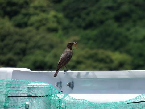 イソヒヨドリ♀