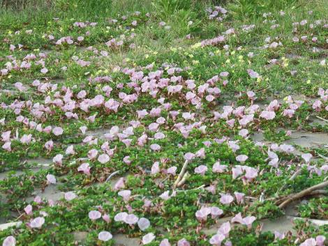 ハマヒルガオとコマツヨイグサ