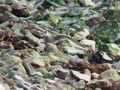 チュウシャクシギ