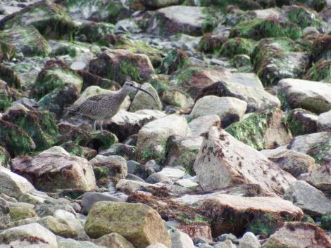 チュウシャクシギ